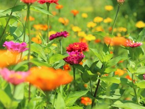 巨野田园花卉，夏季栽培花卉的土壤选择巨野田园花卉	夏季用什么土栽培花卉好呢