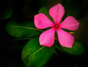 仙居县花卉绿植经销商与南通品质花卉市场分析仙居花卉市场