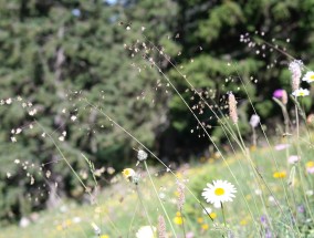 小许花卉世界——桑科榕属花卉的独特魅力桑科榕属的花序