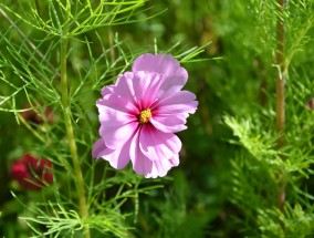 辛颖花卉与延安二手花卉转卖的绿色循环延安花卉市场