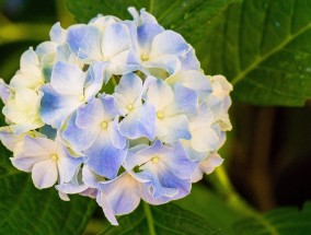 洪山区室外花卉款式图解析及花卉移植后开花时间探讨花卉移植的时间