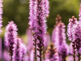 利国花卉的种植与环境保护