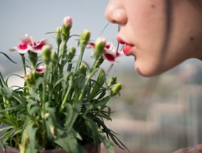 朔州花卉市场与福建花卉主播，共绘美丽未来朔州市花卉市场