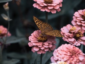 花卉屉之雪——壁纸花卉全面屏的魅力世界