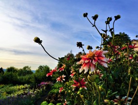 竹林关下的花卉盛宴——广东的应季花卉概览竹林关在哪里