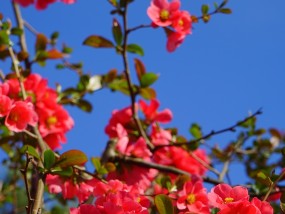 花之萌花卉，铁杆海棠的乔木与花卉之谜铁杆海棠花语